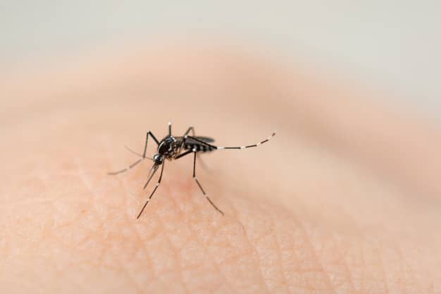 Suspeita de dengue? o que fazer?