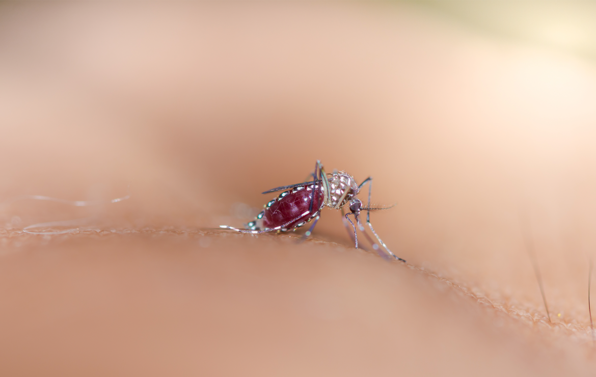 Saiba identificar os Sintomas da Dengue