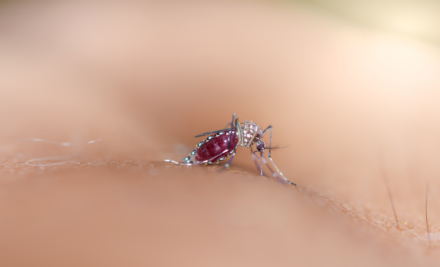 Saiba identificar os Sintomas da Dengue