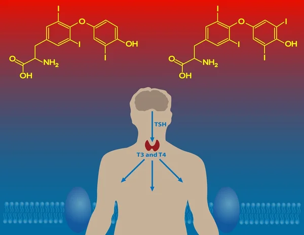 Explorando a Conexão entre Hormônios e Metabolismo: Entendendo os Fundamentos